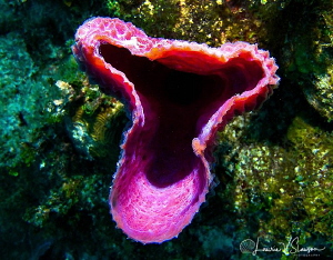 Sponge/Photographed at Majahual, Costa Maya, Mexico by Laurie Slawson 